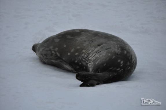 Foca weddel, caracterizada por essas manchas na pelagem, descansa no gelo de Half Moon Island, na Antártida
